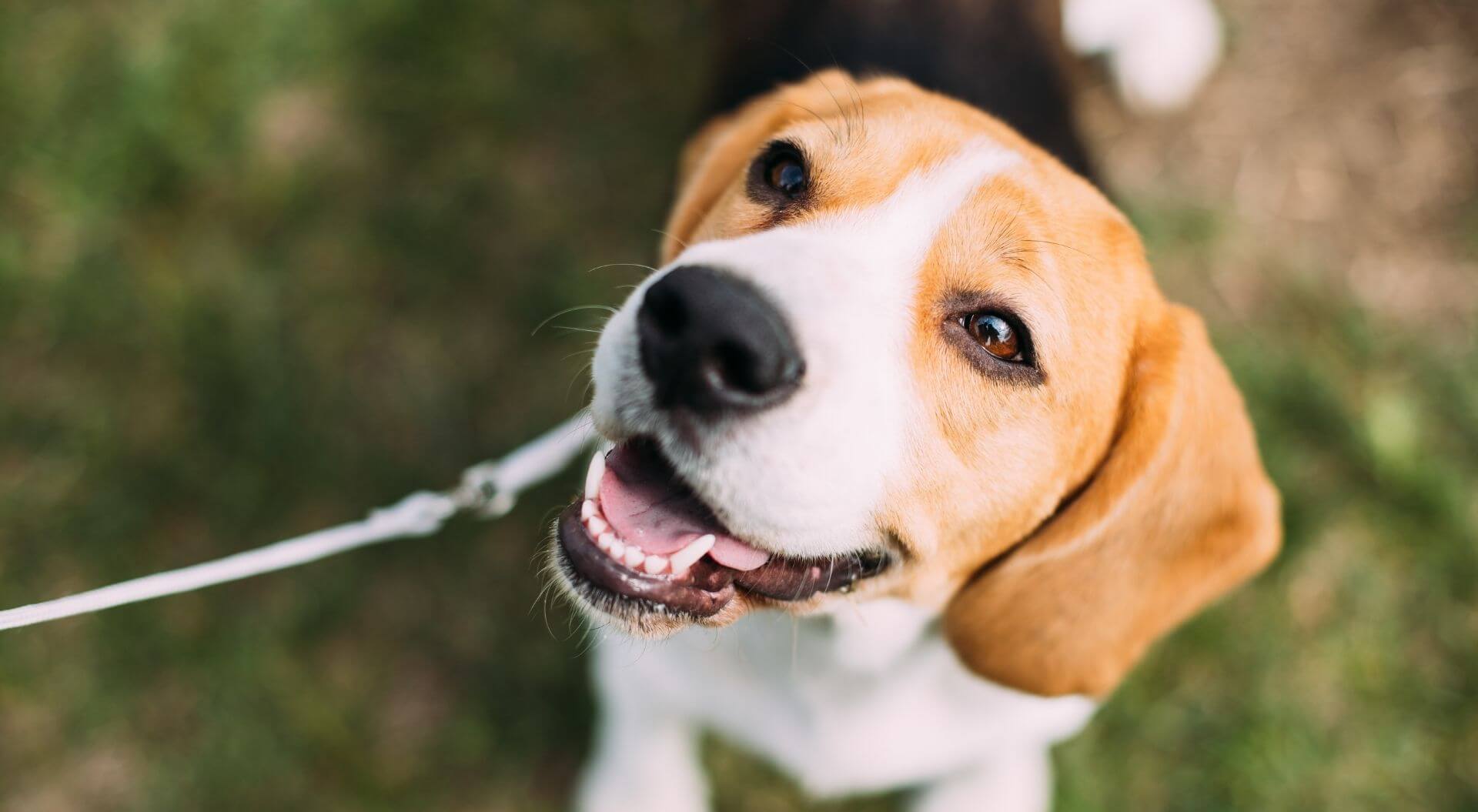 Indian Trail Animal Hospital Experienced Veterinarian