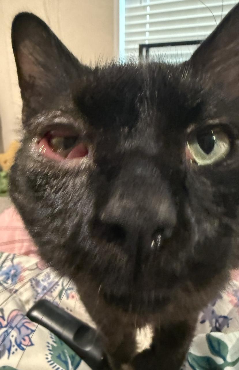 Description of image 1