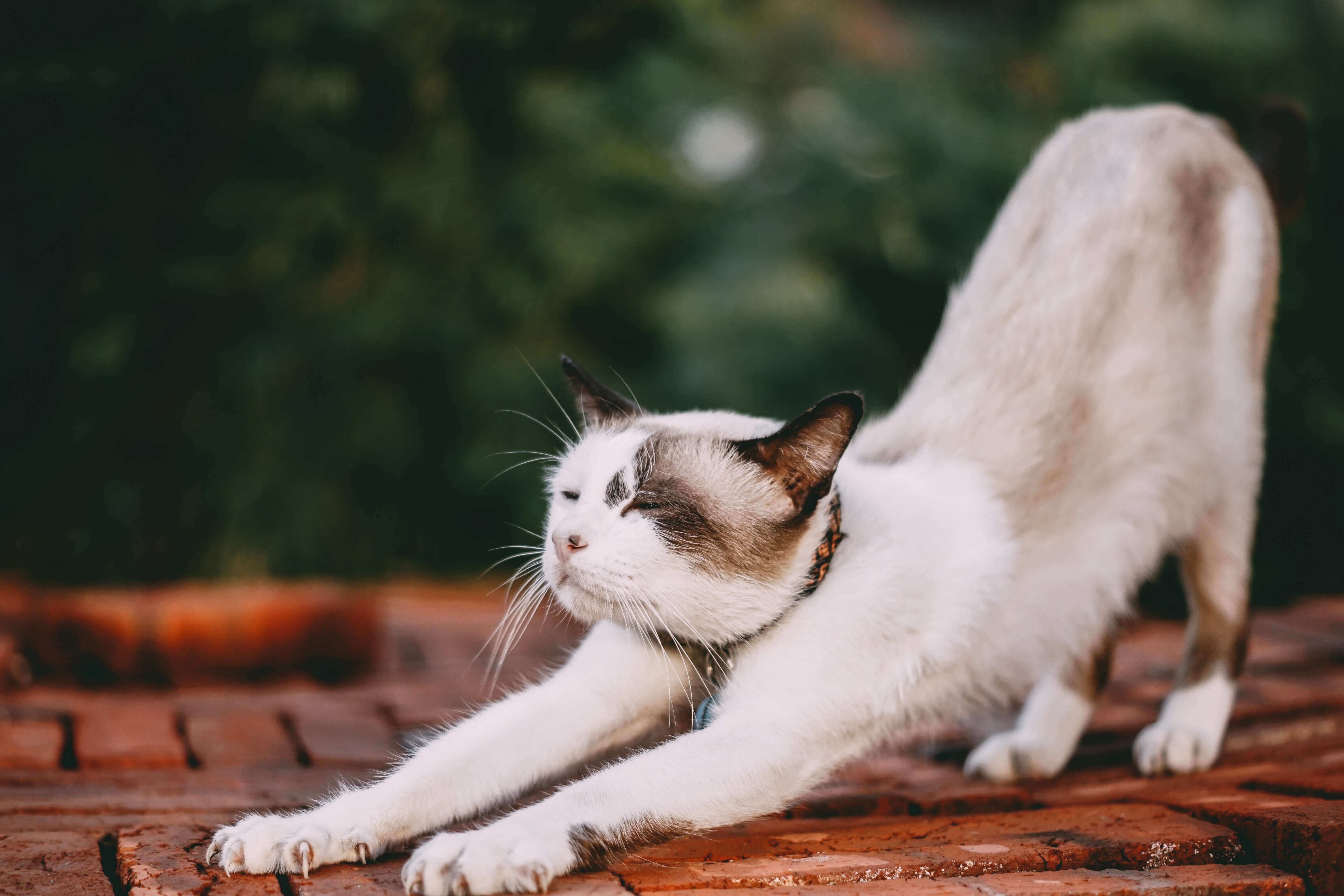 Cat Acupuncture