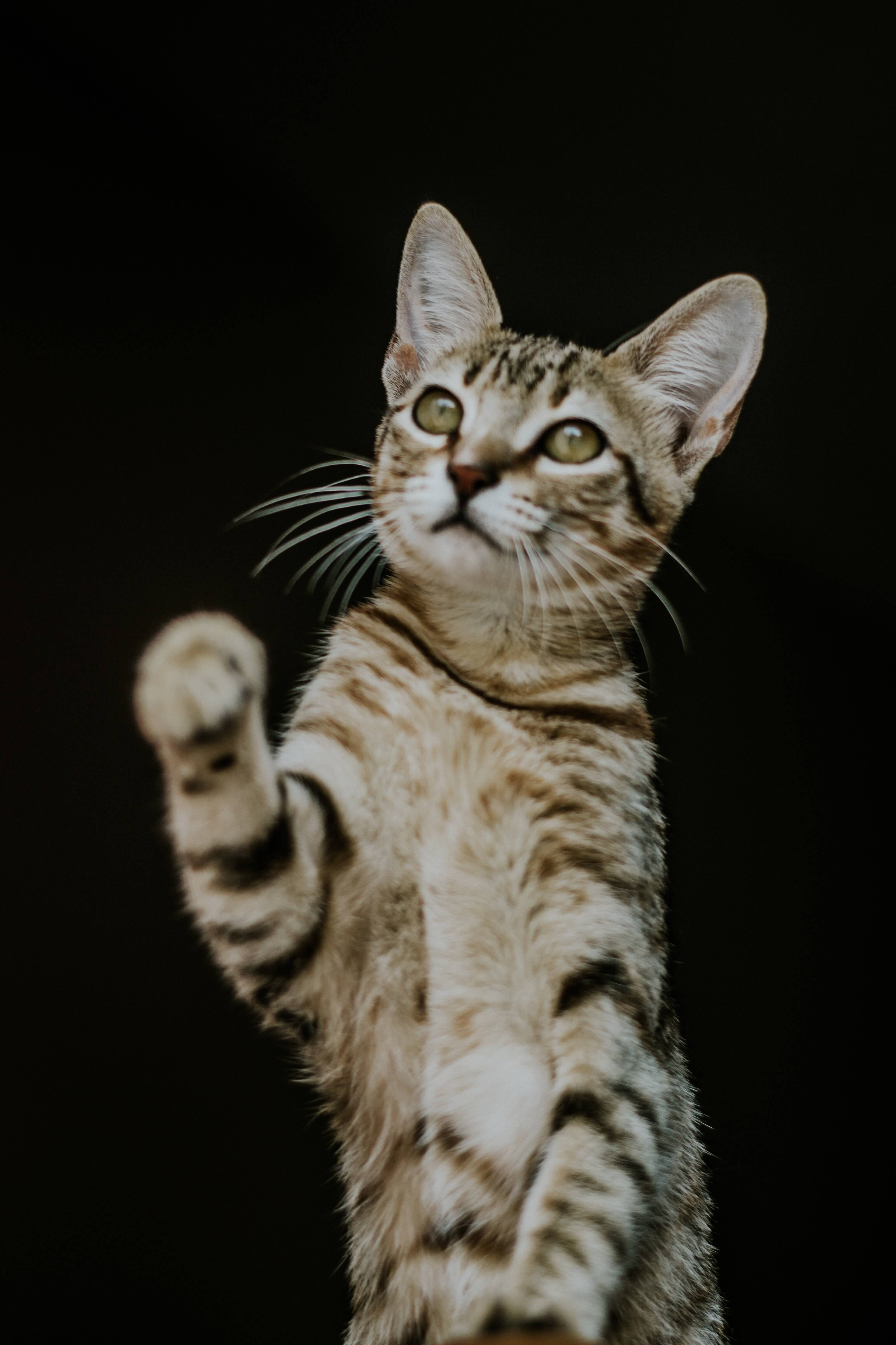 Cat acupuncture hand up