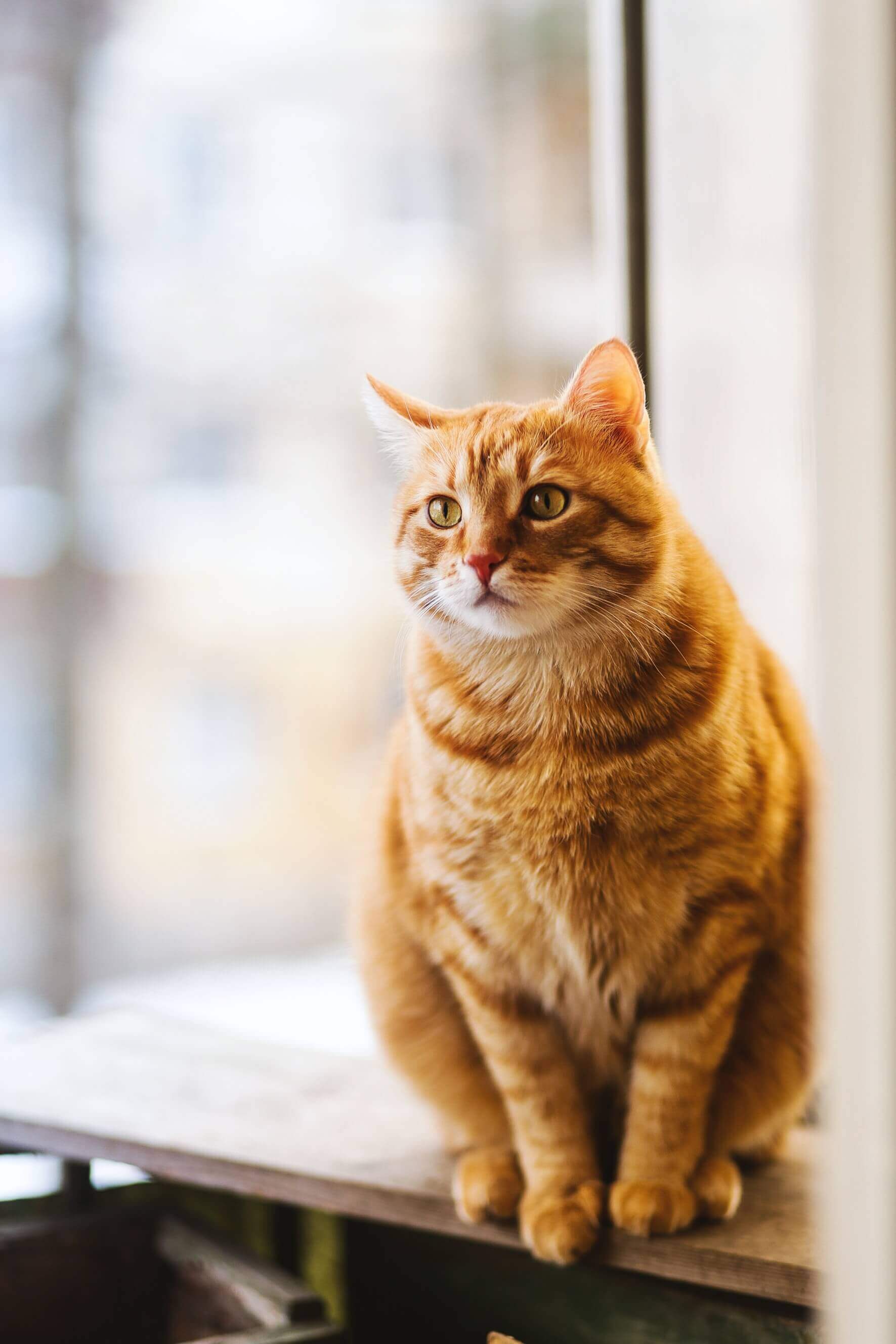 Heart Disease In Cats Causes Diagnosis And Treatment
