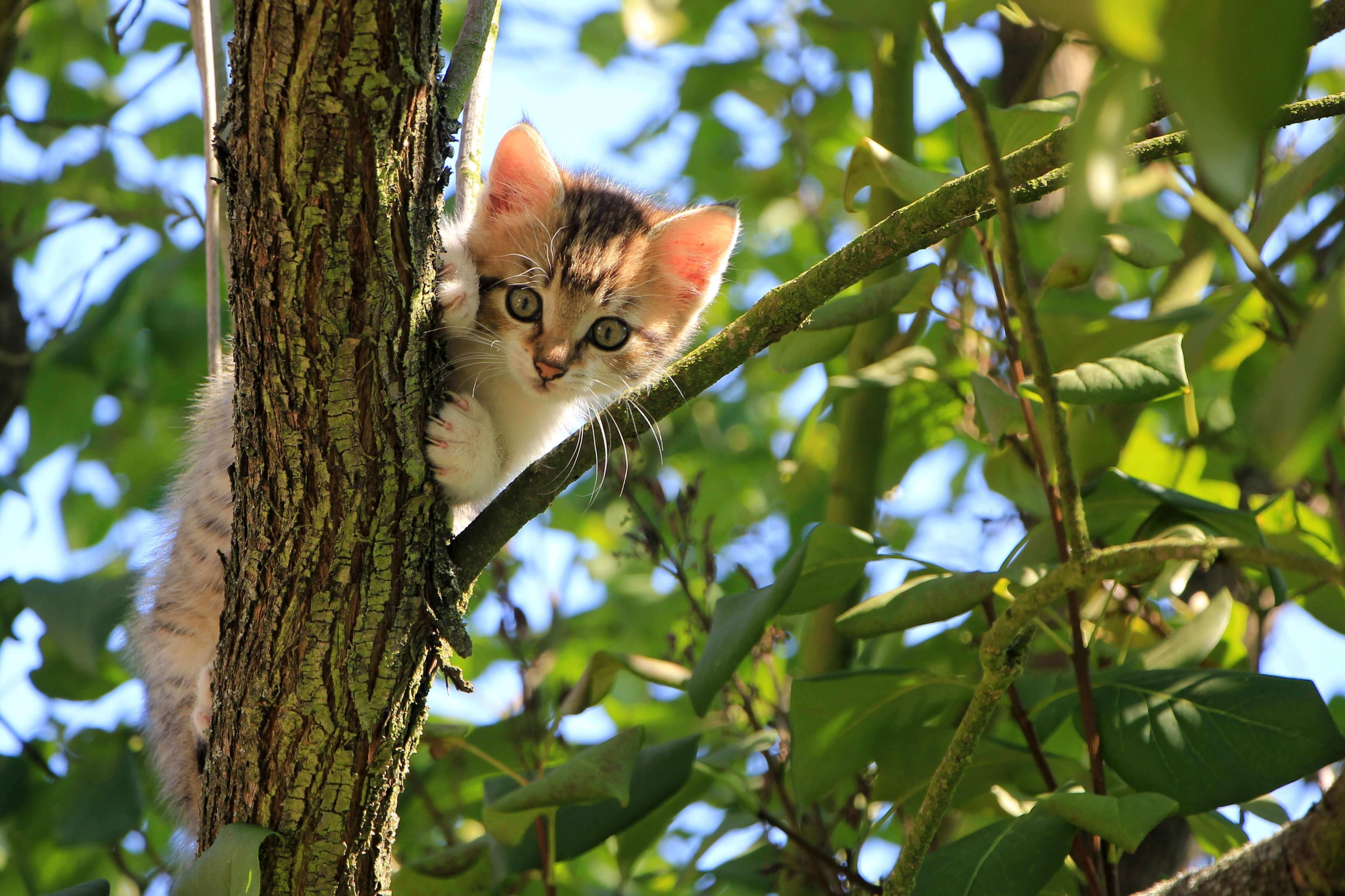 Cat in Tree Flea and Tick