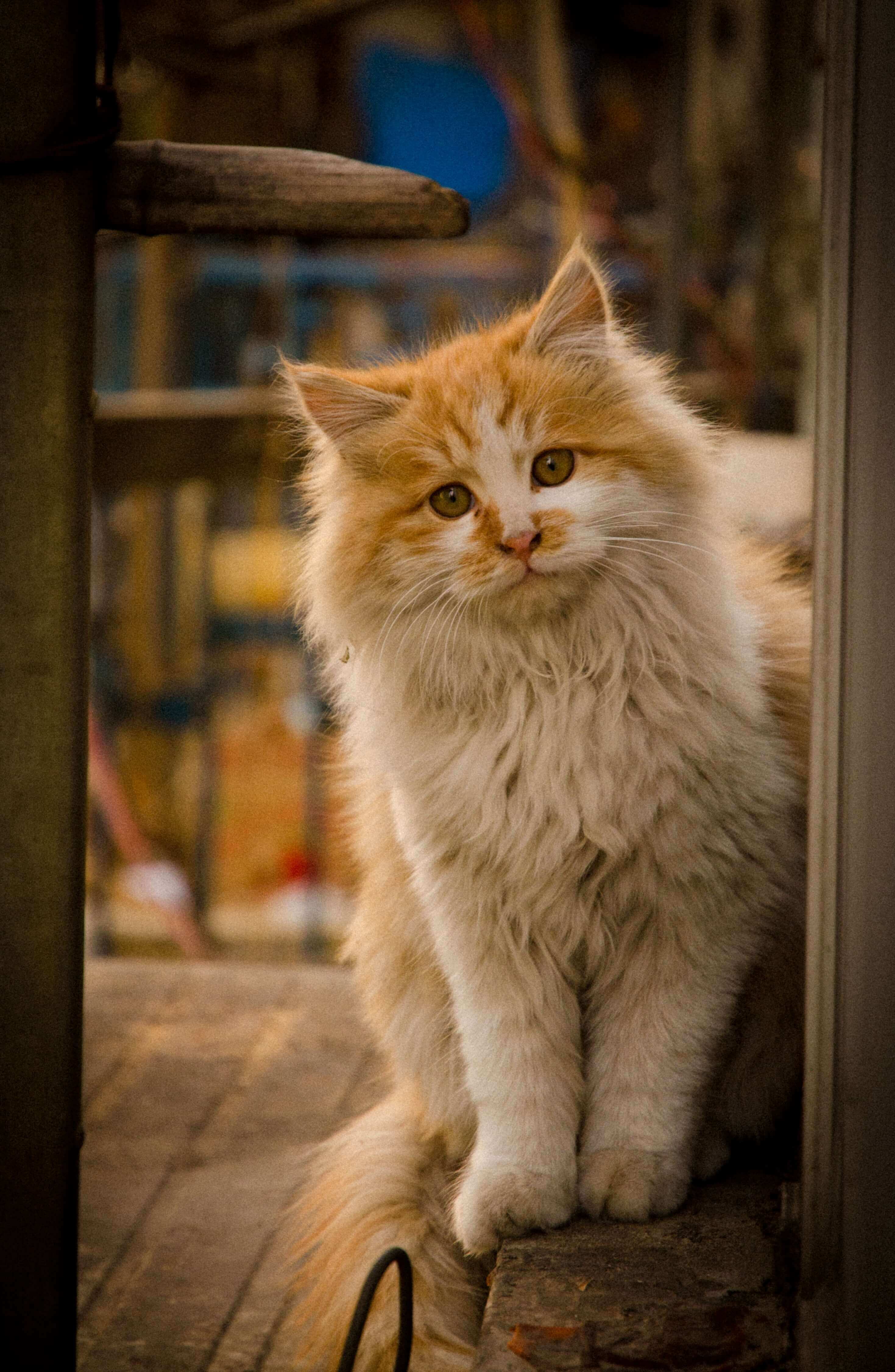 Cat Microship Indoors