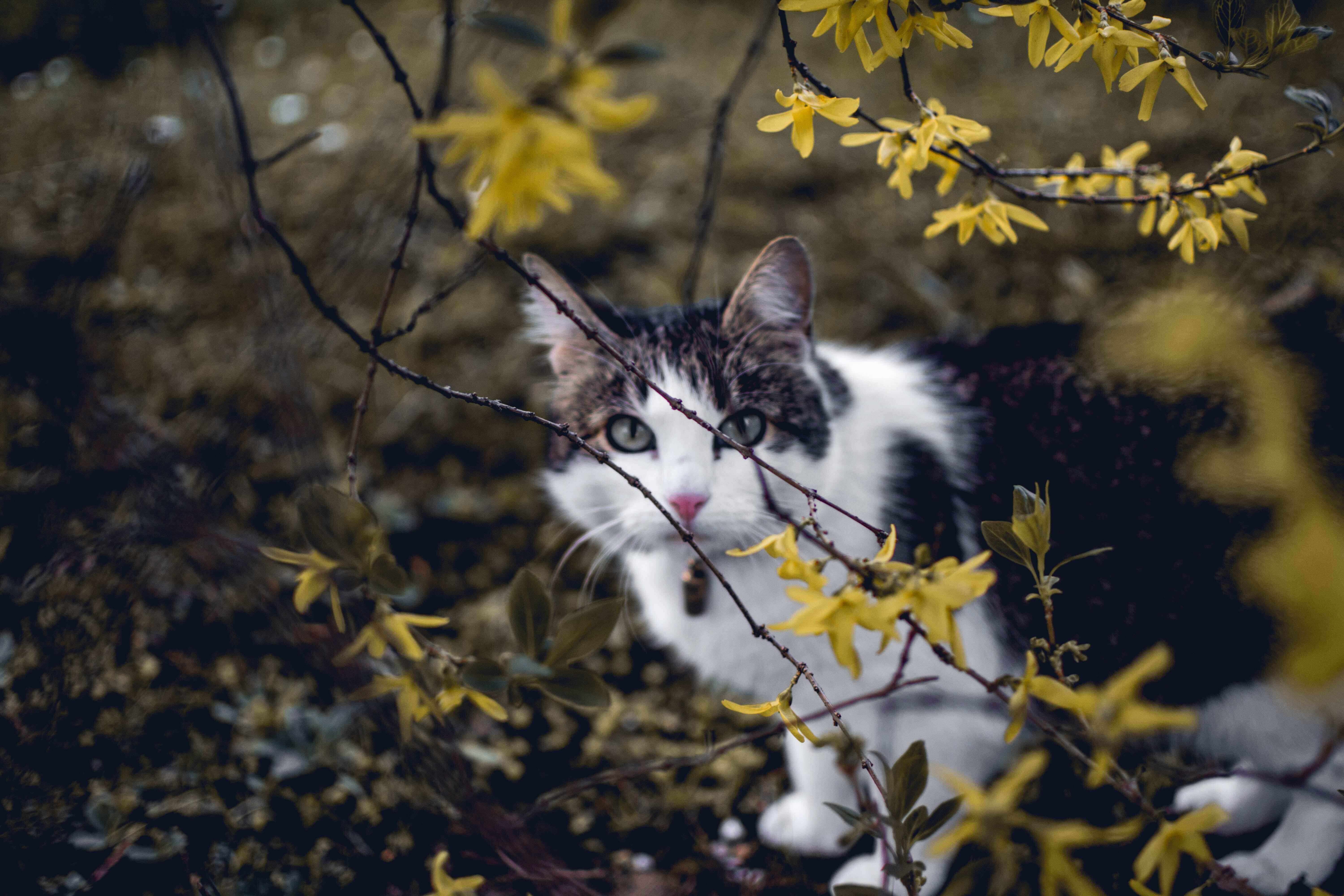 Cat Heartworms