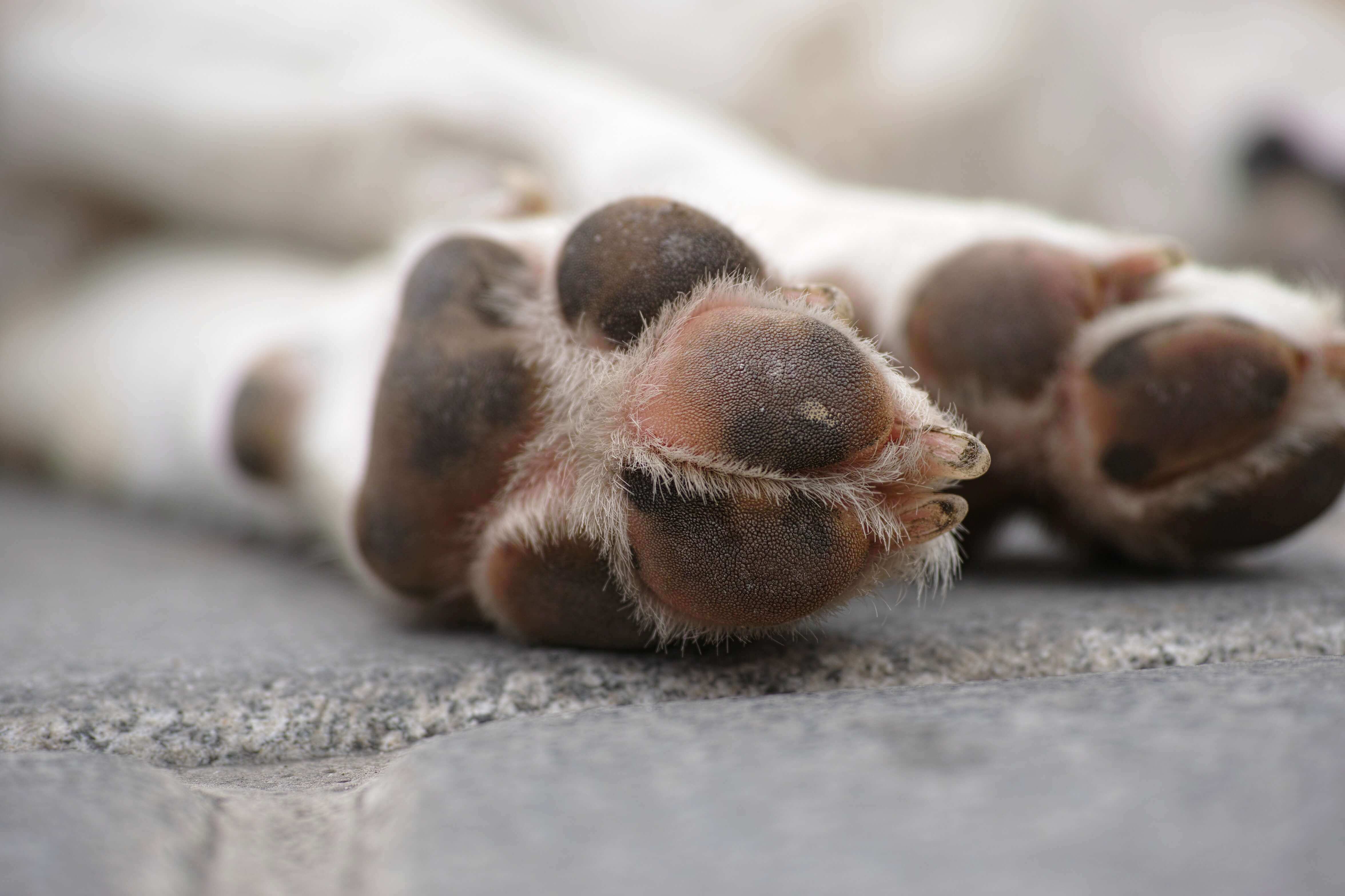 Dog Allergies Feet