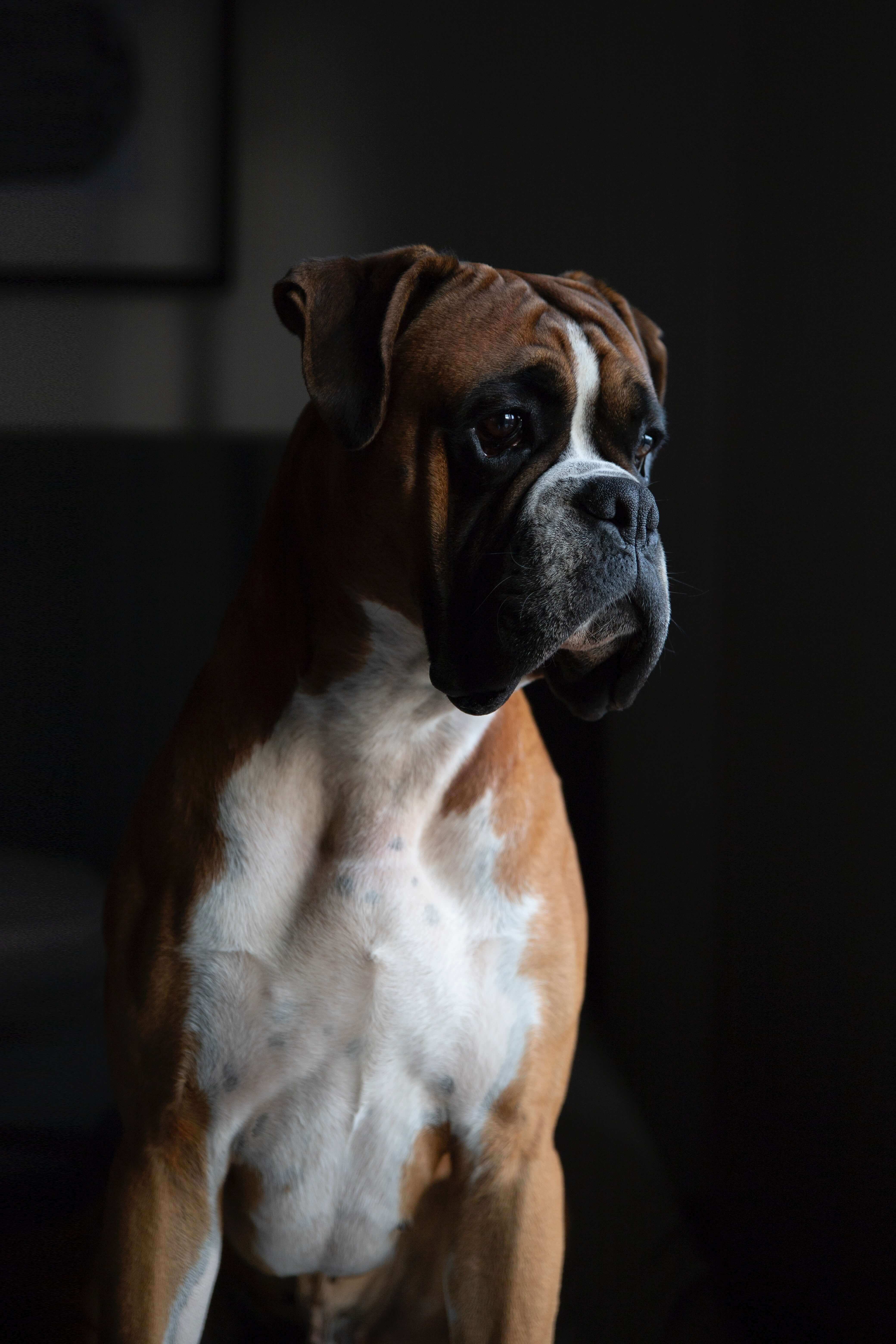 Dog Cancer Boxer