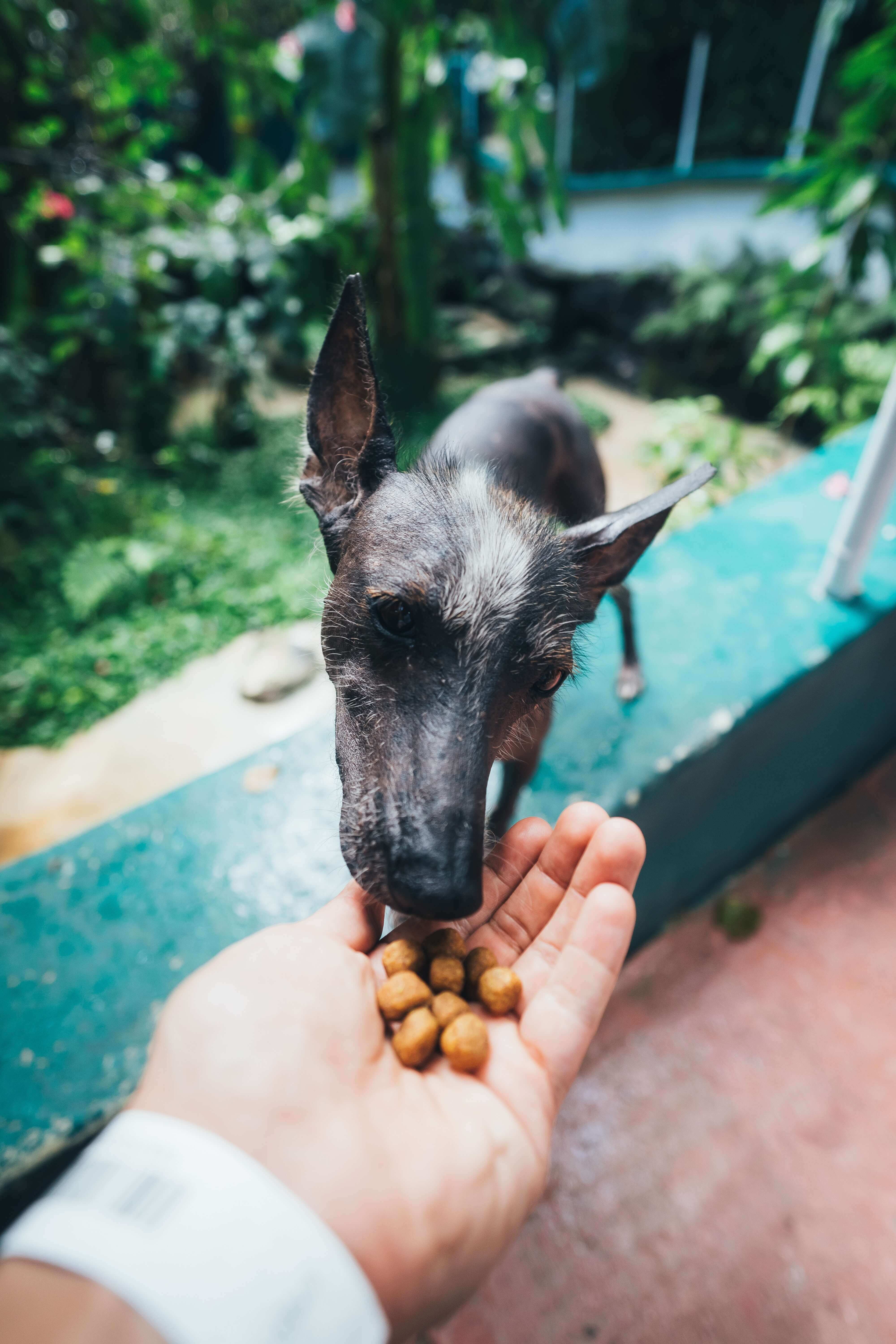 Dog Dental Food 