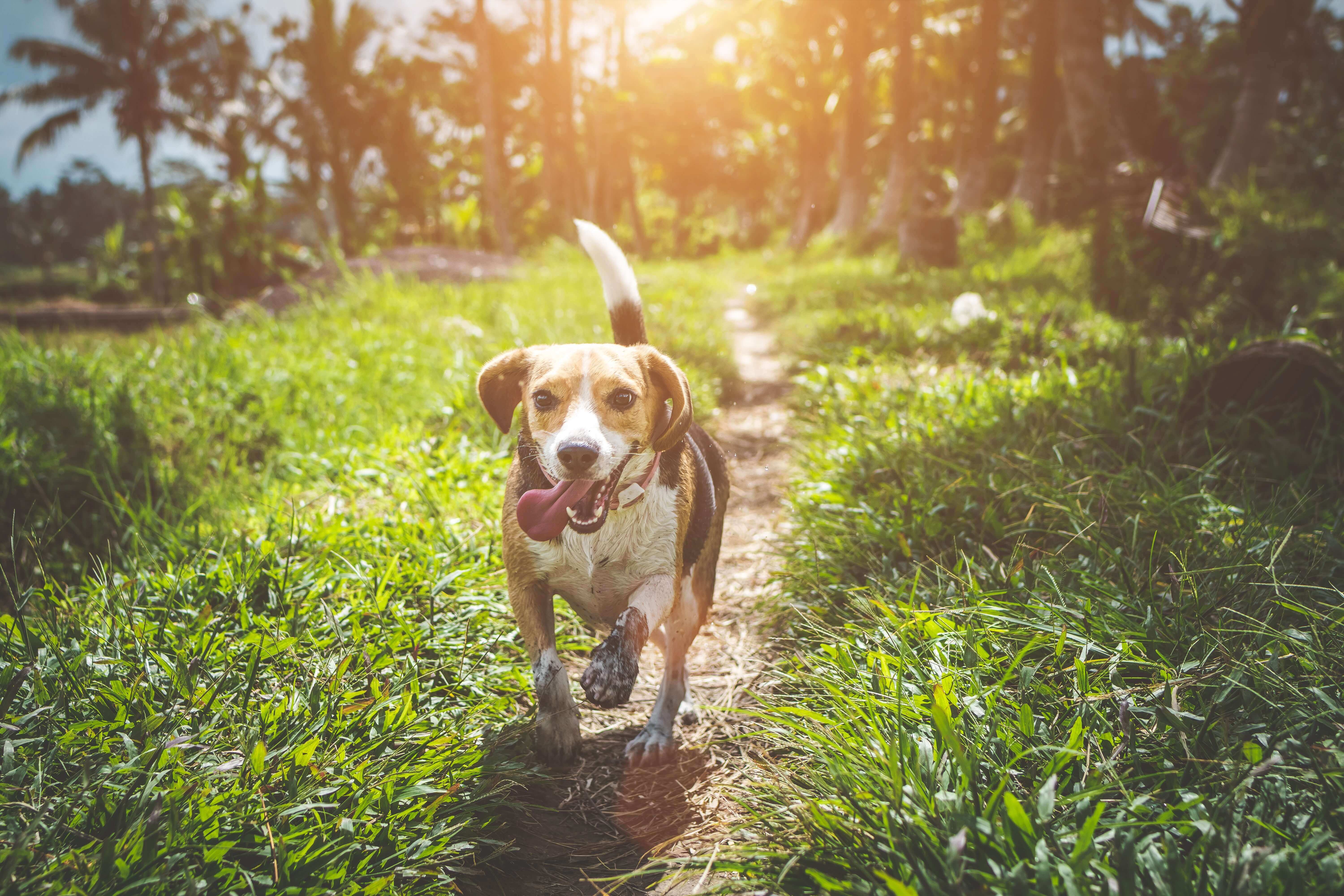 Dog Deworming Beagle