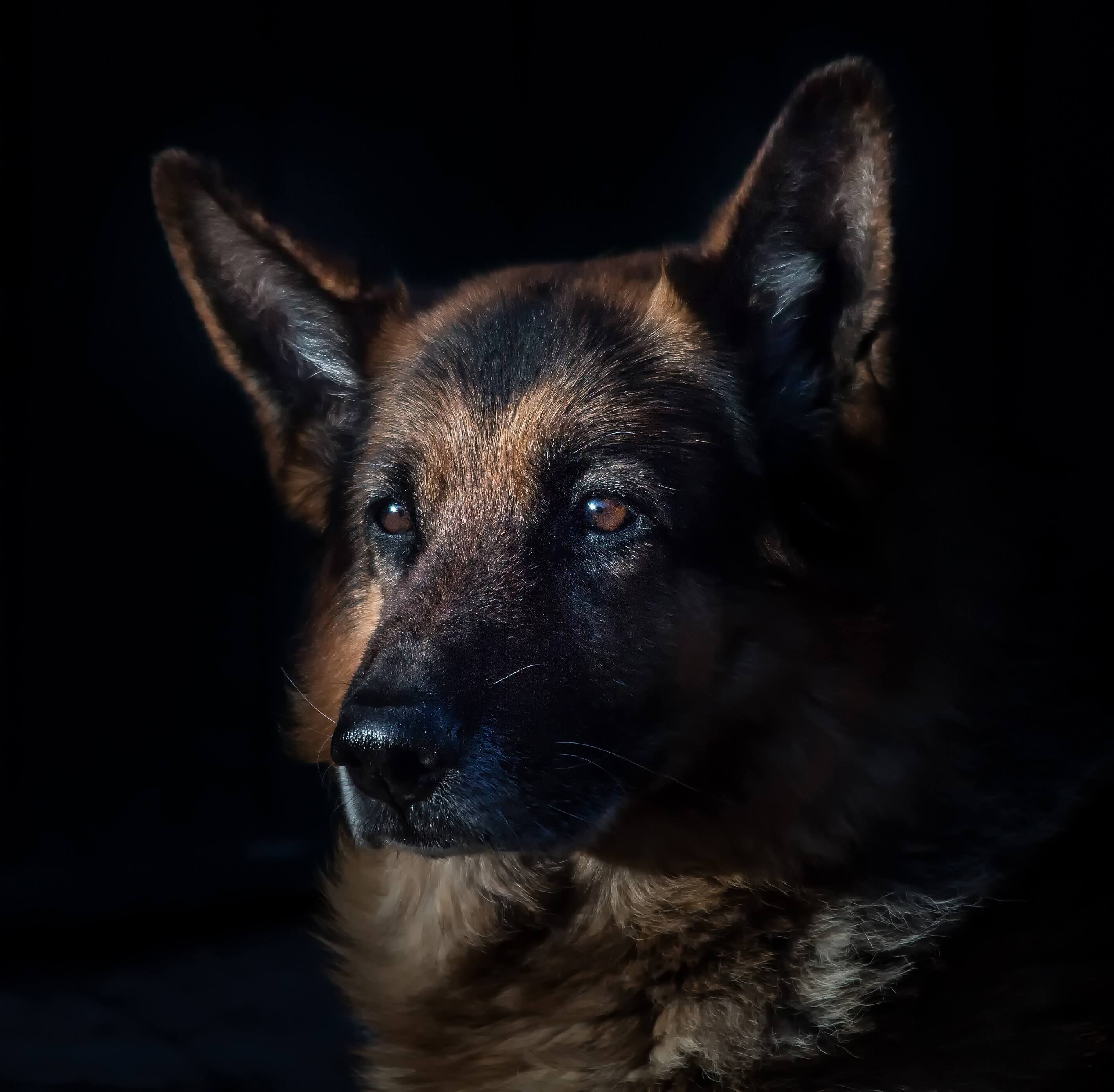 Dog Emergency German Shepherd