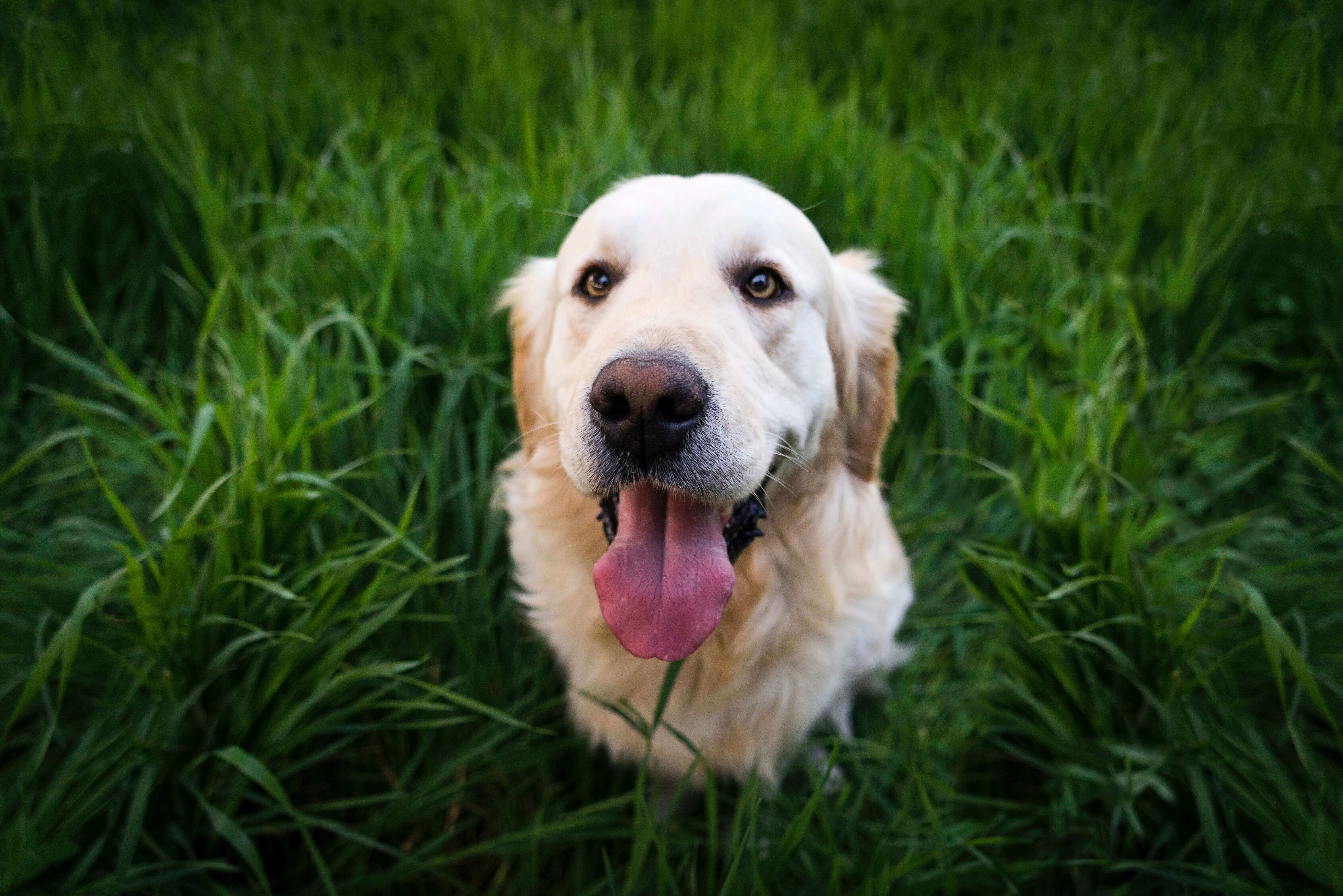 Dog Heartworm Grass