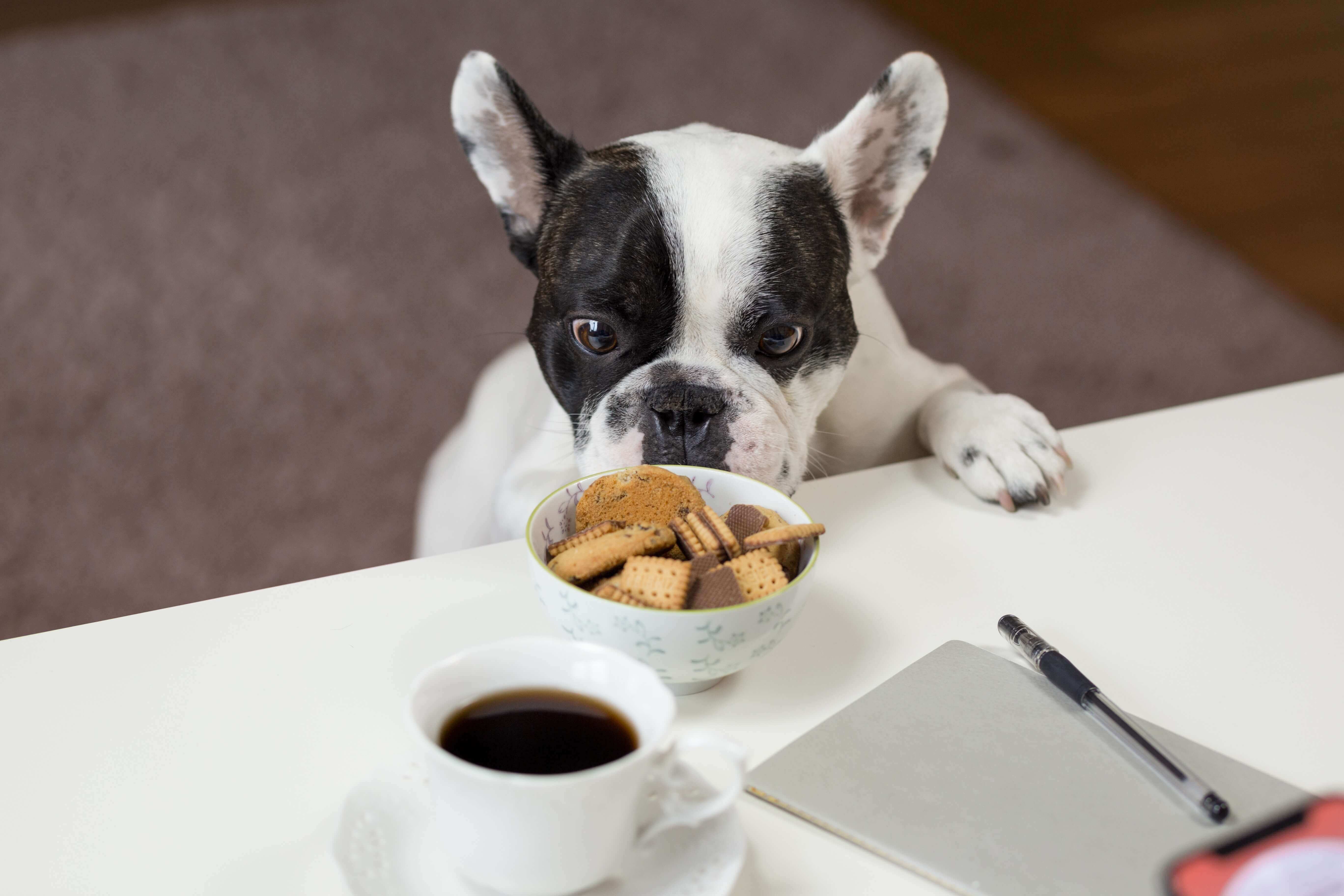 Dog Nutrition Breakfast