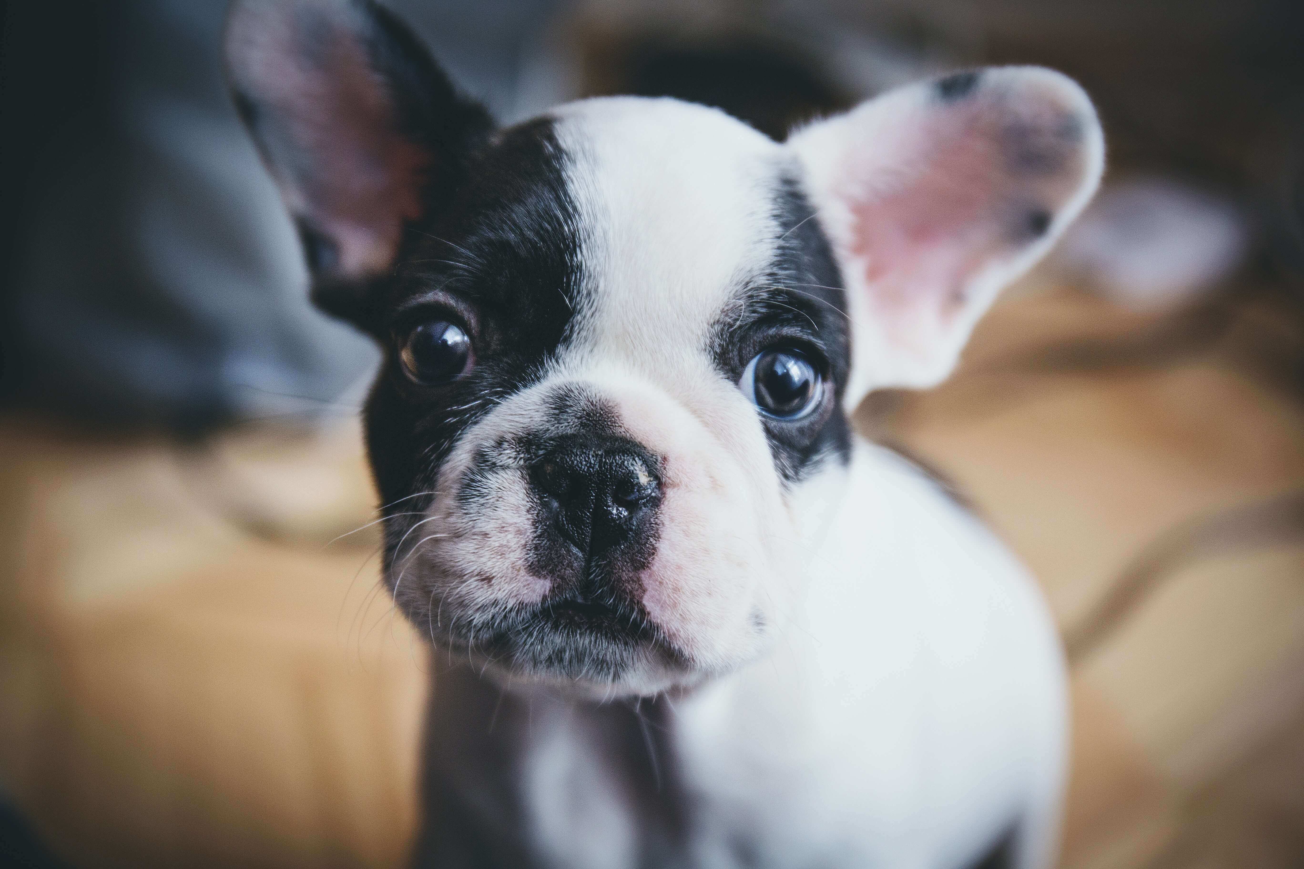 at what age should puppies get their first shots