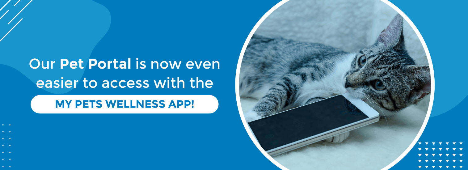 Top Rated Local Veterinarians Indian Trail Animal Hospital