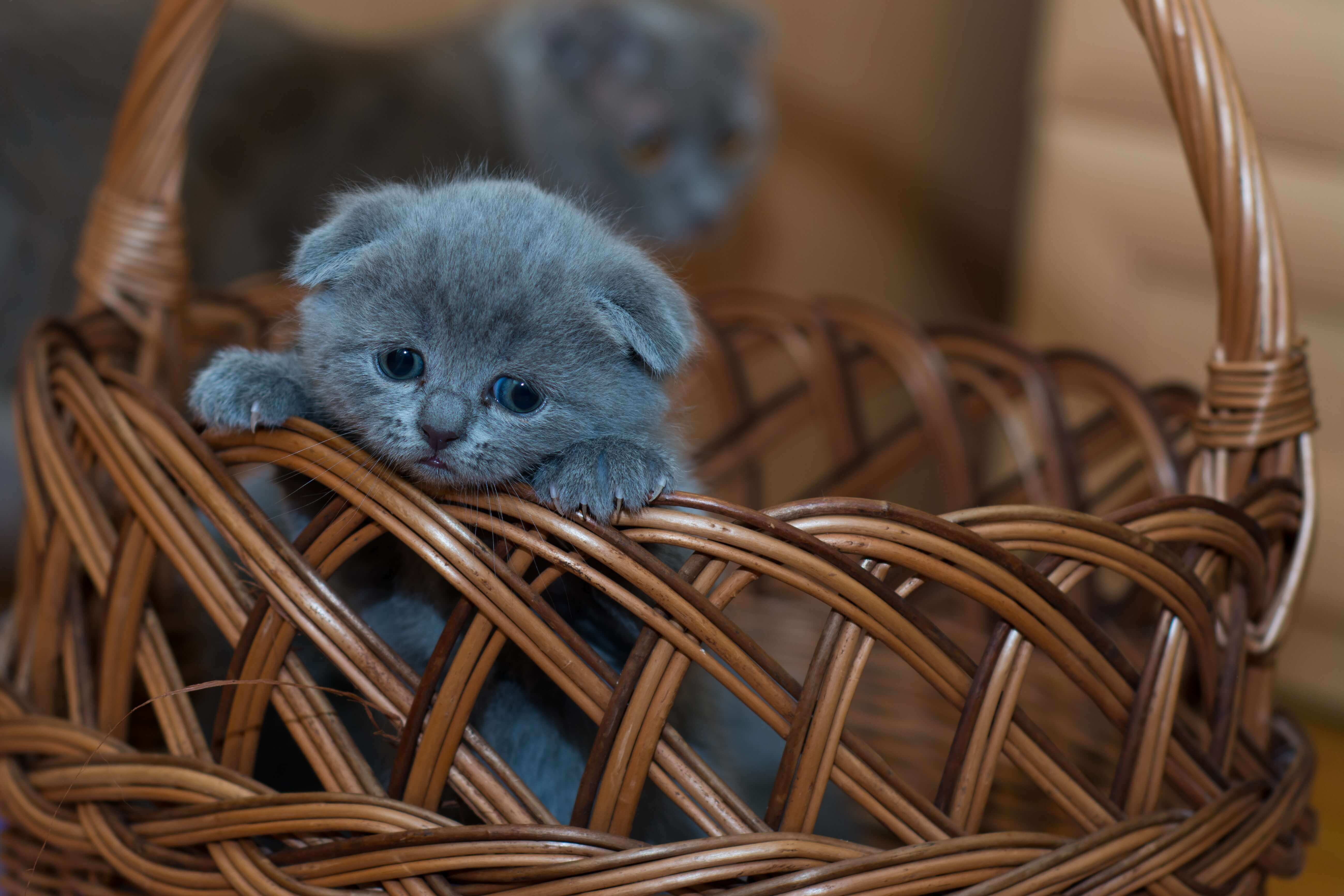 Kitten Care Basket