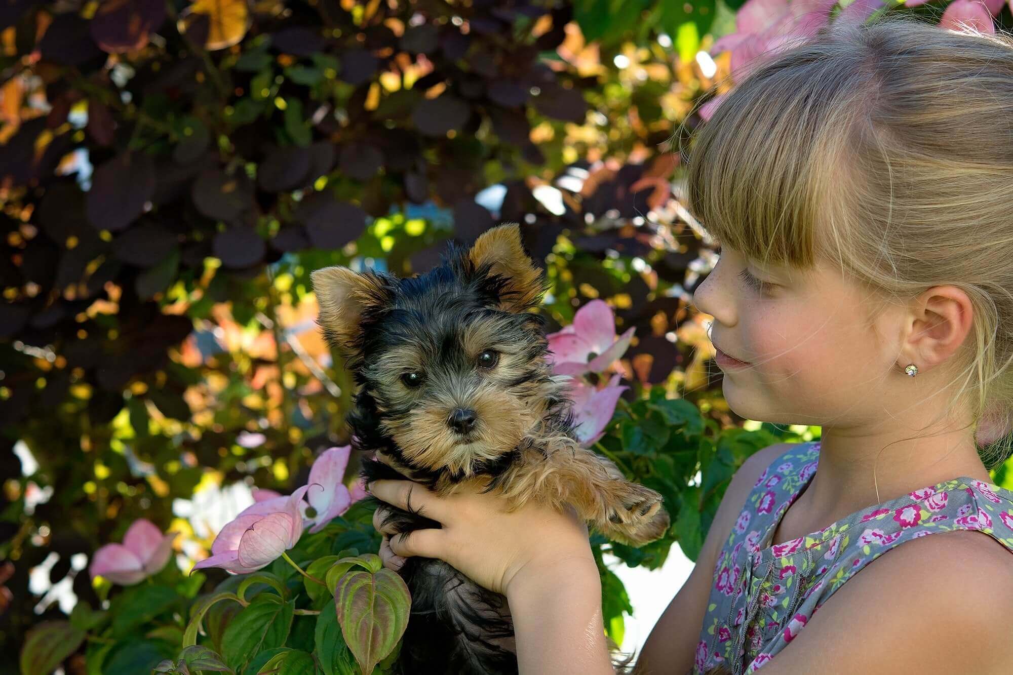 Puppy With Child