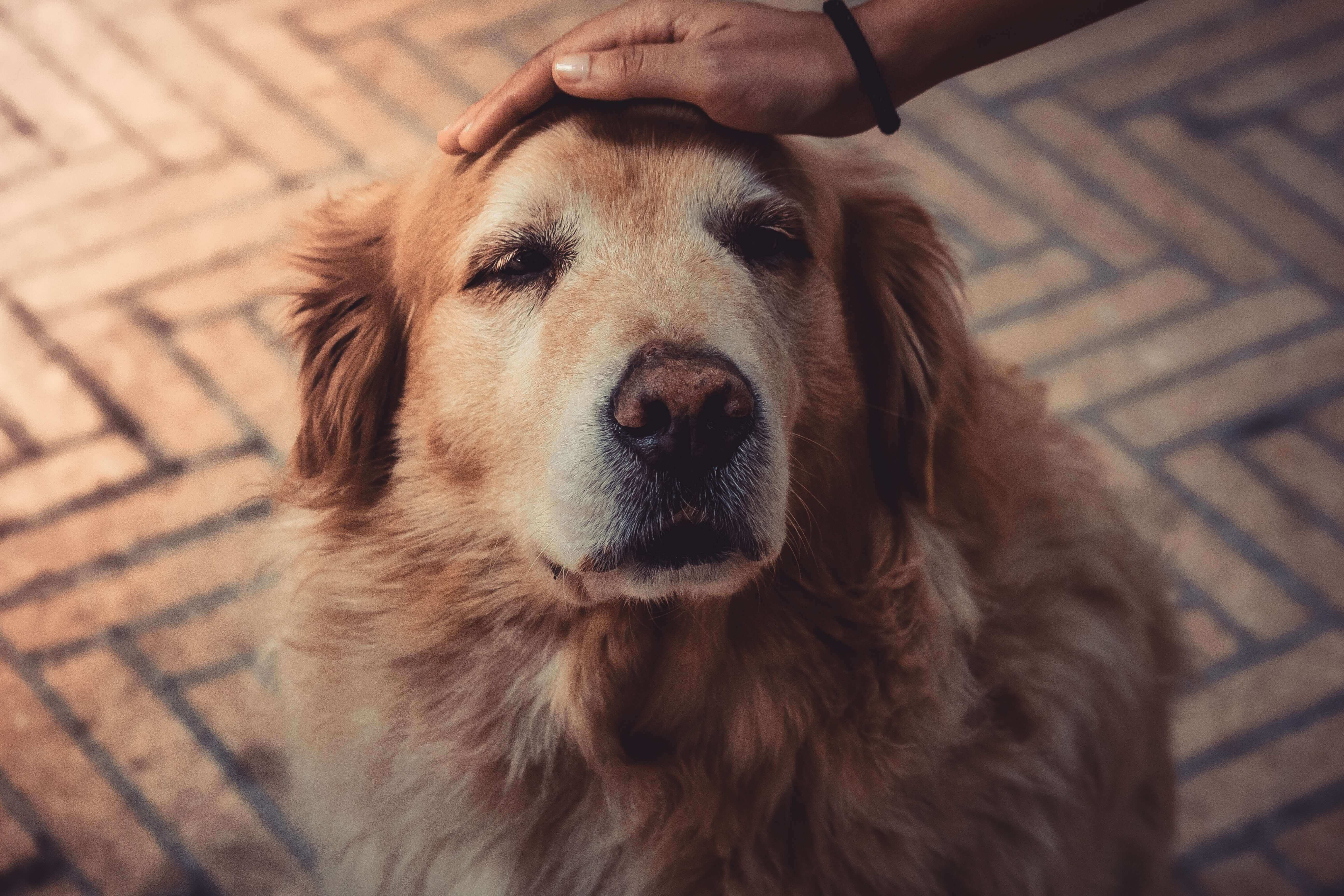 A Biased View of How To Treat Your Dog