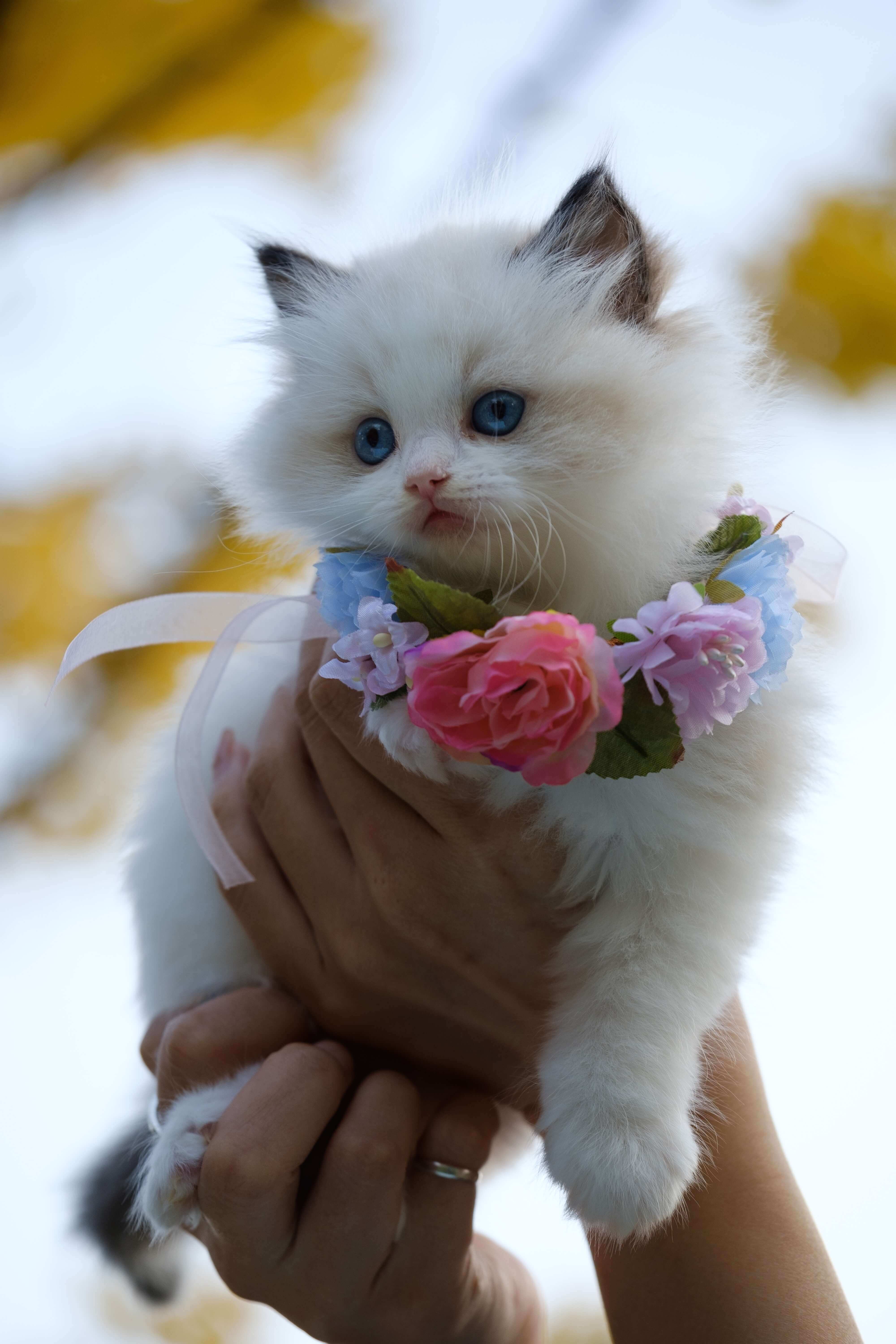 Cat Grooming Collar