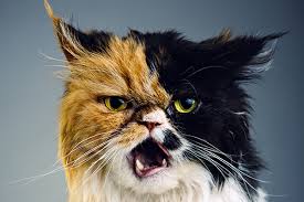 Angry Cat