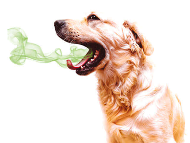 dog breath