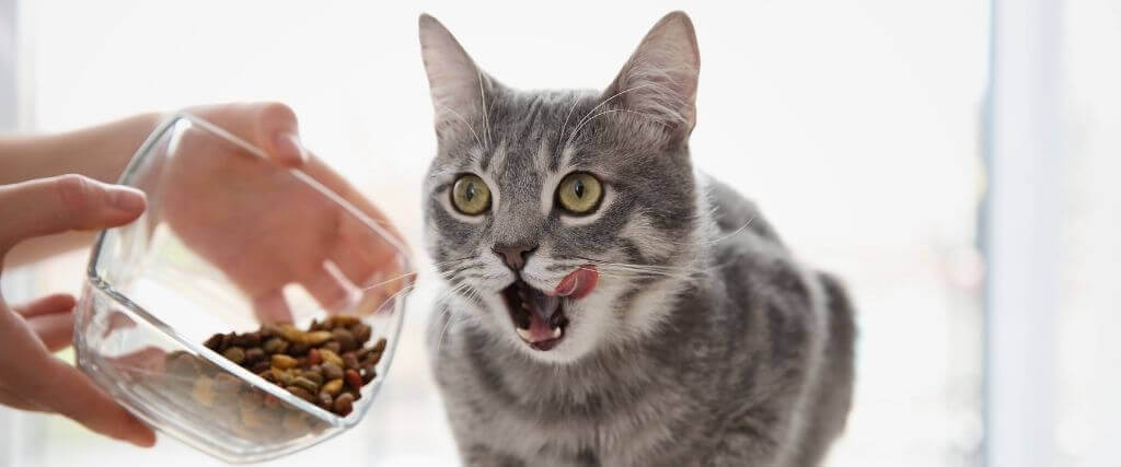 cat nutrition