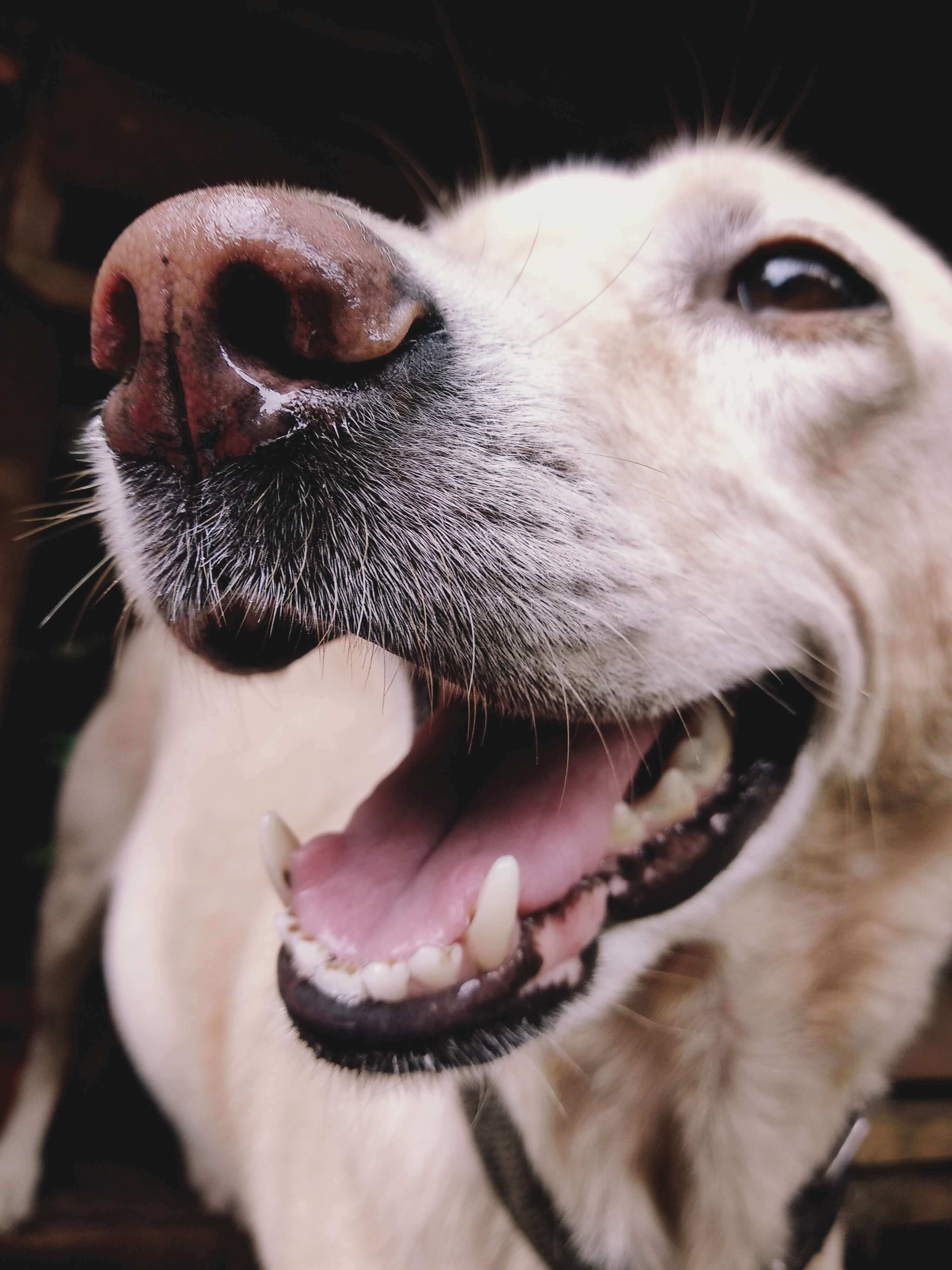 Dog dentistry teeth