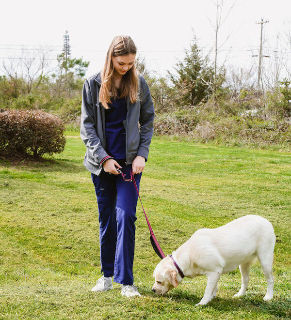 Indian Trail Boarding Labrador on Walk