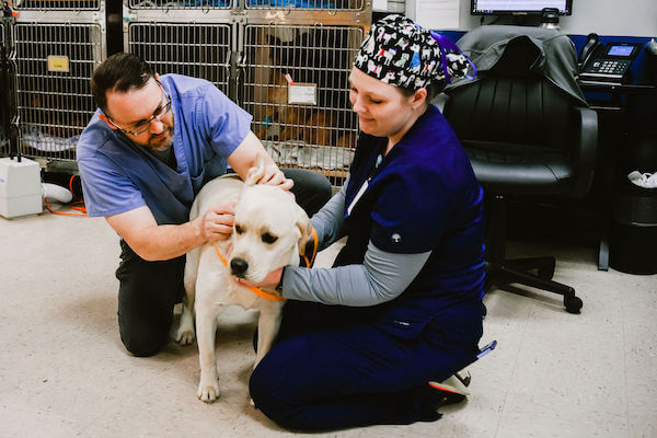 Indian Trail Animal Hospital Dog Ear Care