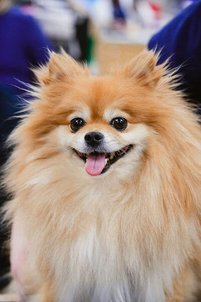 Indian Trail Animal Hospital Grooming Pomeranian