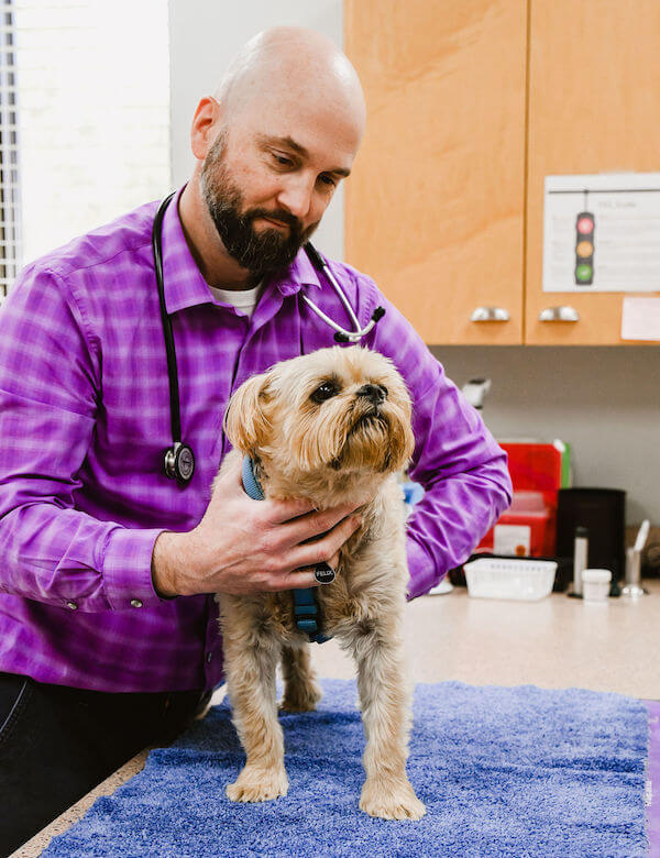 Dr. Gawel Dog Examination