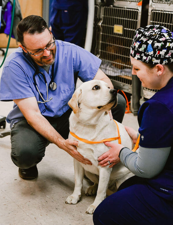 Yellow Labrador Fear Free Visit