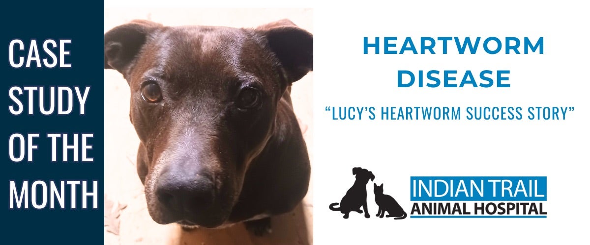 Lucy's Heartworm Success Story