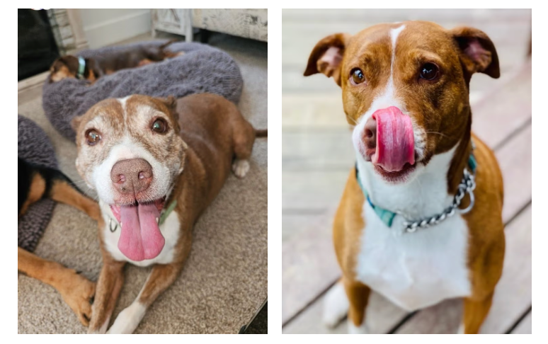 Pancreatitis Case Study at Indian Trails