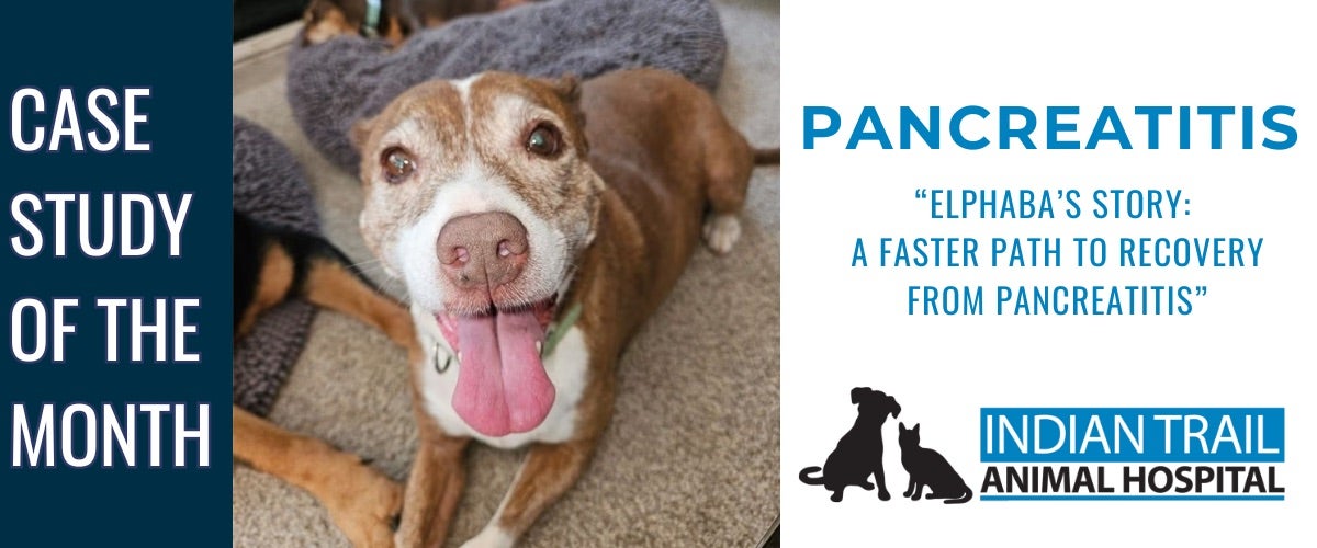 Elphaba-Pancreatitis-care