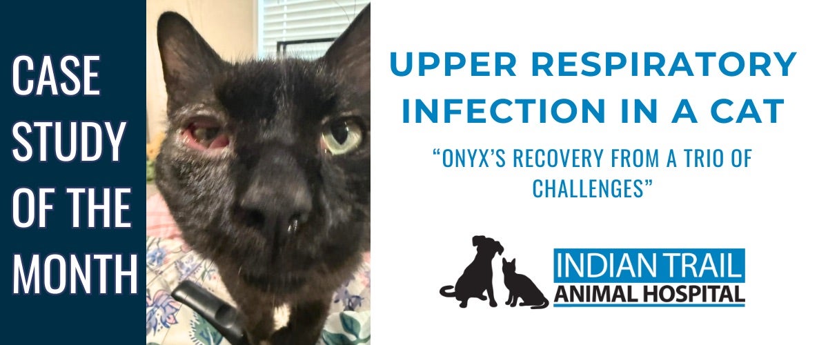Upper Respiratory infection in cats