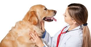 Pet and Vet