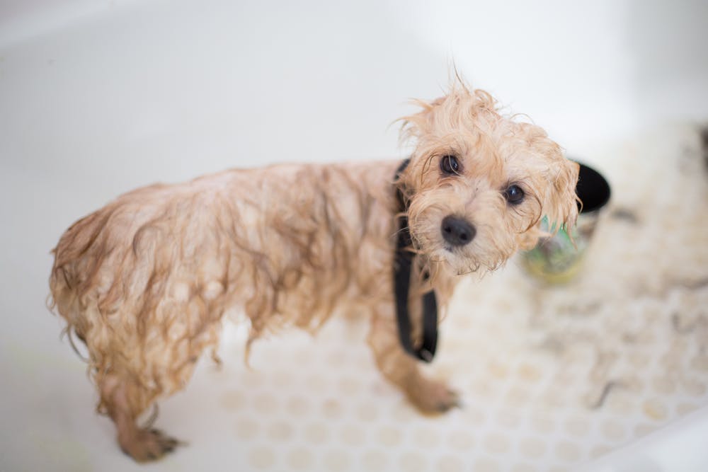 Pet Bath Soap