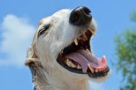 Smiling Dog