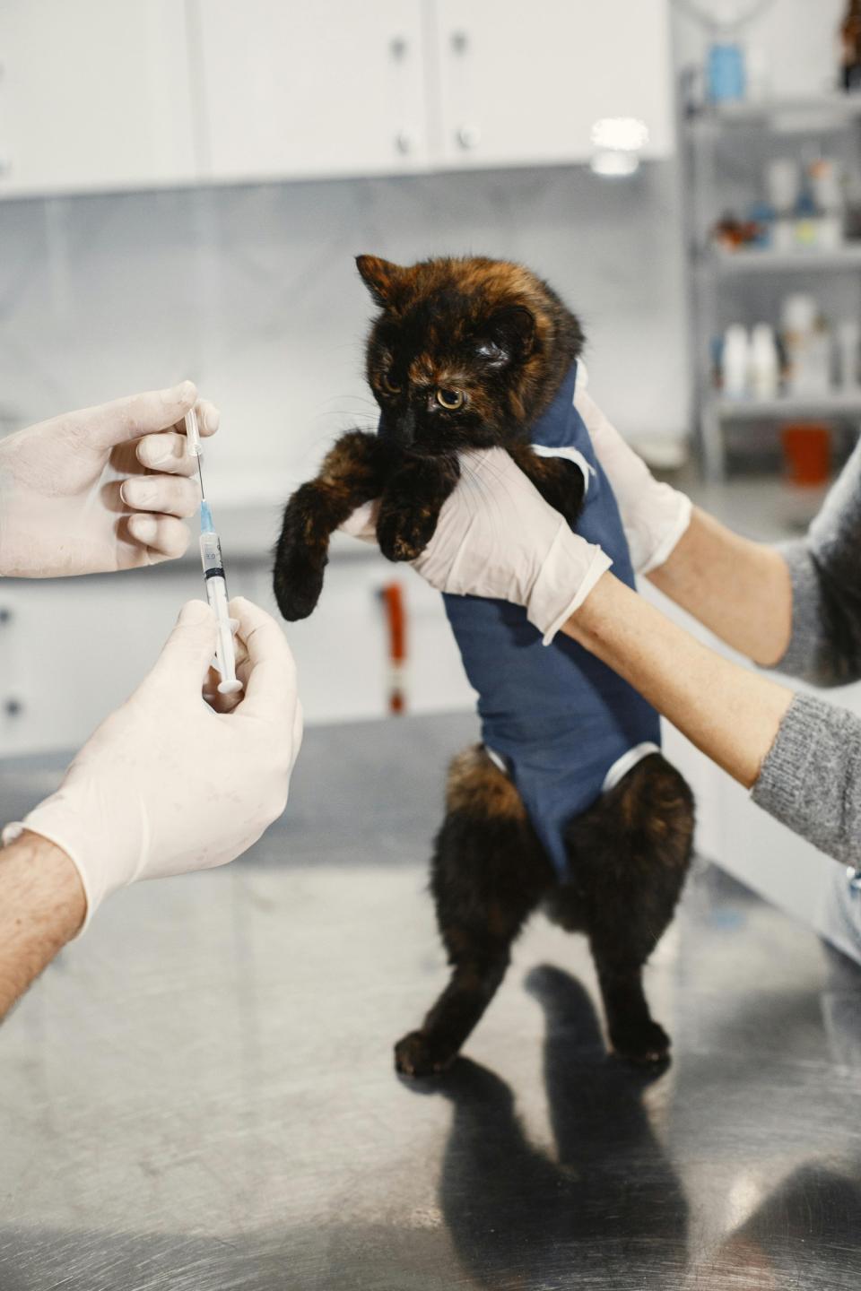 Cat at Hospital