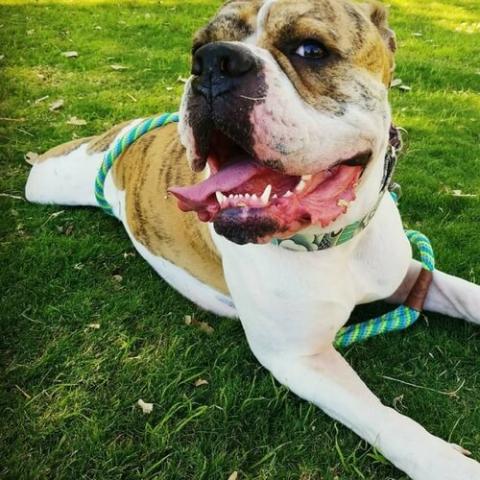 American Bull Dog Dog Breed Info American Bull Dog Dog Breed Info