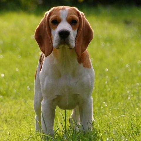 is beagle dog dangerous? 2