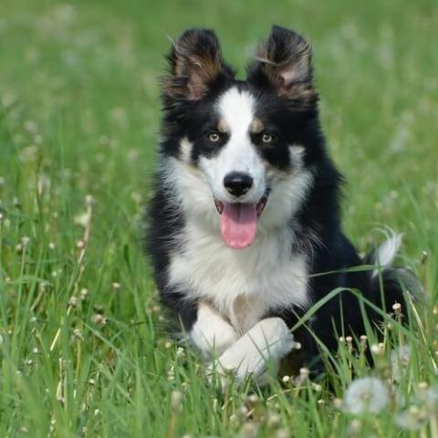 small collie dog
