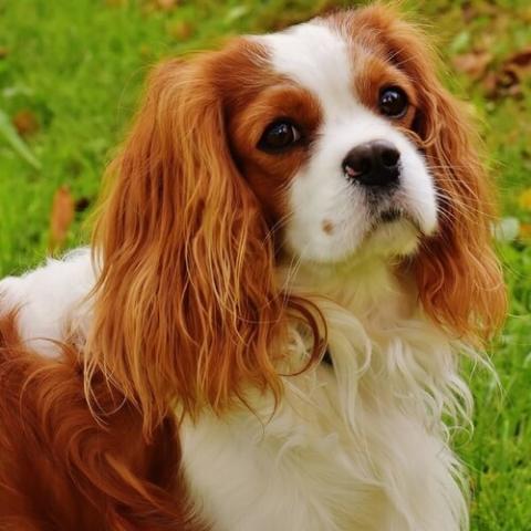King cocker spaniel sales price