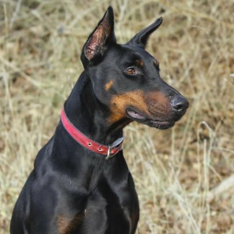 how much doberman dog in india? 2