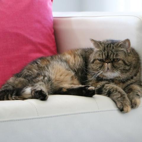 Exotic Shorthair Cat Breed Info Exotic Shorthair Cat Breed Info