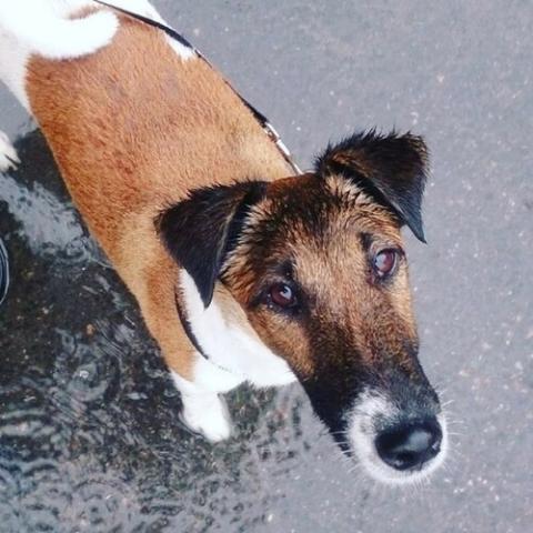 Learn About The Smooth Fox Terrier Dog Breed From A Trusted Veterinarian Learn About The Smooth Fox Terrier Dog Breed From A Trusted Veterinarian