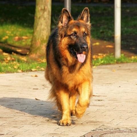 are german shepherds dangerous to other dogs