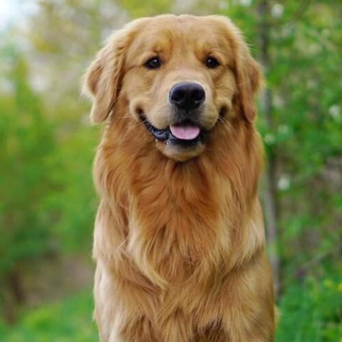 Golden Retriever Dog Breed Information