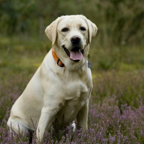 is labrador dog dangerous