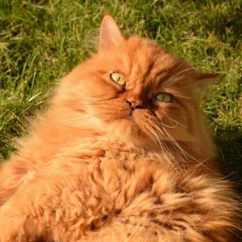 https://www.indiantrailanimalhospital.com/sites/default/files/styles/large/public/persian-cat-breed-info.jpg?itok=-UO6yxOV