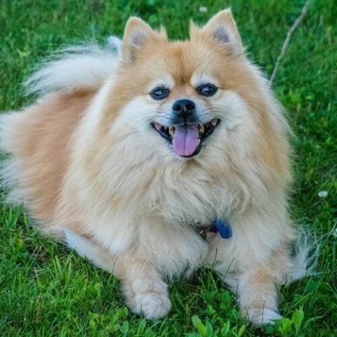Fem Fjerde sofistikeret Learn About The Pomeranian Dog Breed From A Trusted Veterinarian